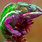 Colorful Pet Lizards