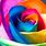 Colorful Rose Flower Wallpaper