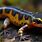 Colorful Salamander