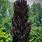 Columnar Purple Beech Tree