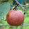 Common Apple Tree Diseases