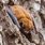 Common Brown Bat