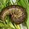 Common CutWorm