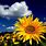 Cool Sunflower Wallpaper