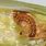 Corn Earworm Larvae