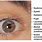 Corner of Eye Anatomy