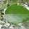 Crabapple Leaf