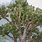 Crassula Tree