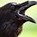 Crow CAW