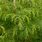 Cryptomeria Japonica Tree