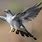 Cuckoo Bird Flying