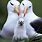 Cute Albatross