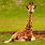 Cute Animals Giraffe