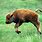 Cute Baby Bison