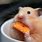 Cute Baby Hamsters Eating