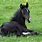 Cute Baby Horses Black
