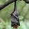 Cute Bat Hanging Upside Down