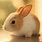 Cute Bunny Wallpaper for Tablet