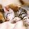 Cute Cat and Dog Wallpaper