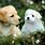 Cute Dog Pictures Wallpaper