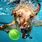 Cute Dog Swimming