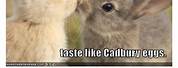 Cute Easter Bunny Memes