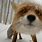 Cute Funny Foxes