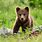 Cute Small Bear