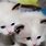 Cute White Cats and Kittens