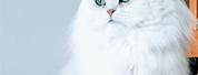 Cute White Persian Cat