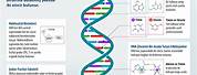 DNA Yapısal Elementlerin Modeli