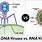 DNA and RNA Virus