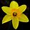 Daffodil Petals