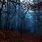 Dark Forest Fall