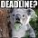 Deadline Day Meme