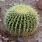 Desert Barrel Cactus