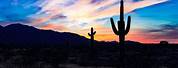 Desert Cactus Sunset