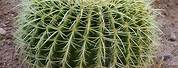 Desert Plants Barrel Cactus