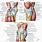 Detailed Knee Anatomy