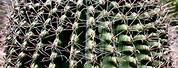 Different Types Barrel Cactus in Arizona