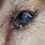 Dog Eye Infection