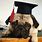 Dog Graduation Cap