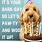 Dog Puns for Birthday