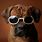 Dog Wearing Cool Sunglasses