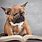 Dog with Glasses Reading