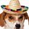 Dog with Mexican Hat