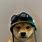 Doge Dog Meme with Hat