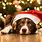 Dogs and Christmas