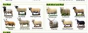 Domestic Sheep Breeds
