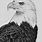 Drawings of Bald Eagles